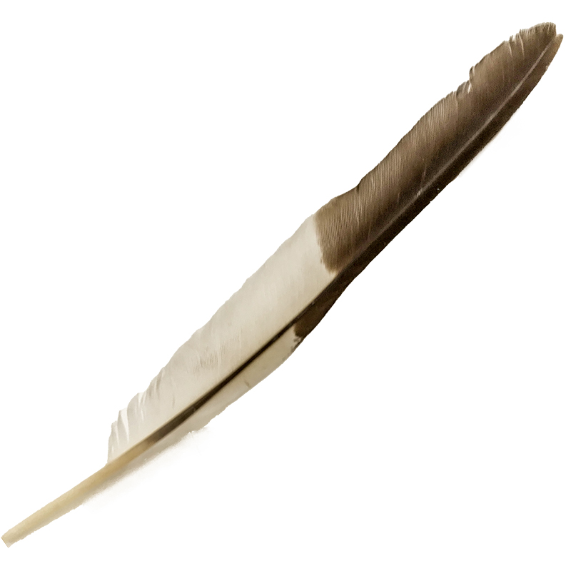 (image for) #113 Laughing Kookaburra Flight Wing Feather