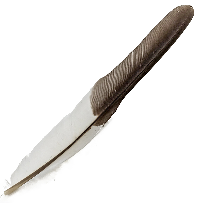 (image for) #115 Laughing Kookaburra Flight Wing Feather