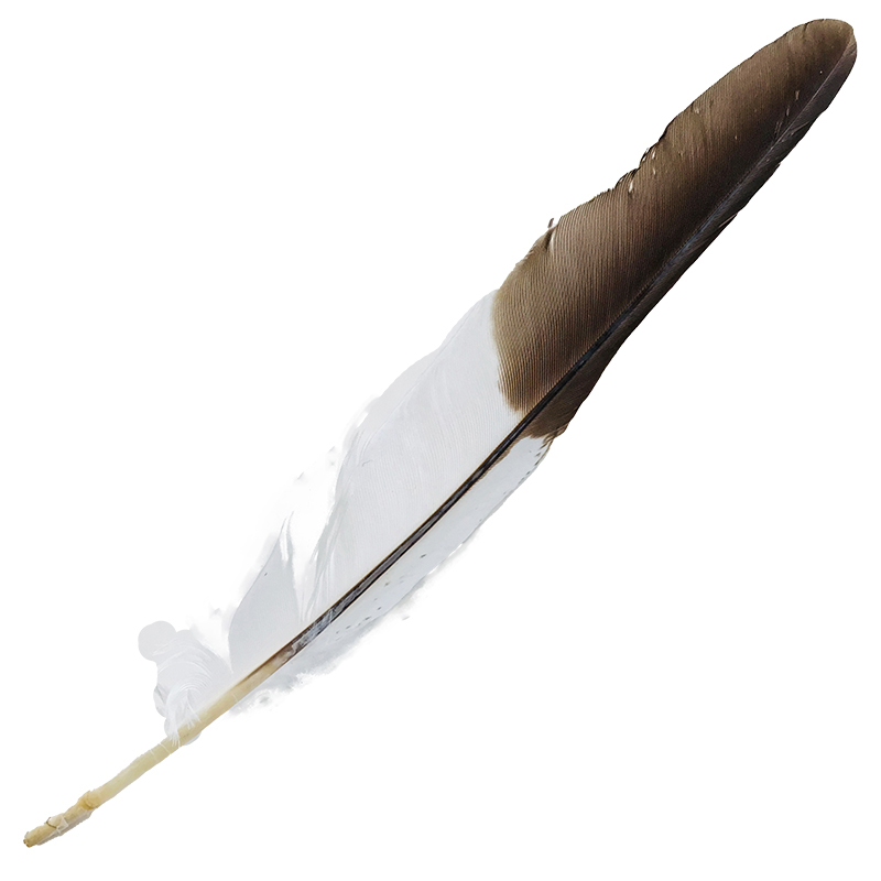 (image for) #105 Laughing Kookaburra Flight Wing Feather