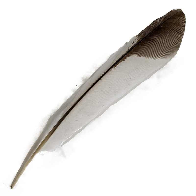 (image for) #353 Laughing Kookaburra Primary Wing Feather