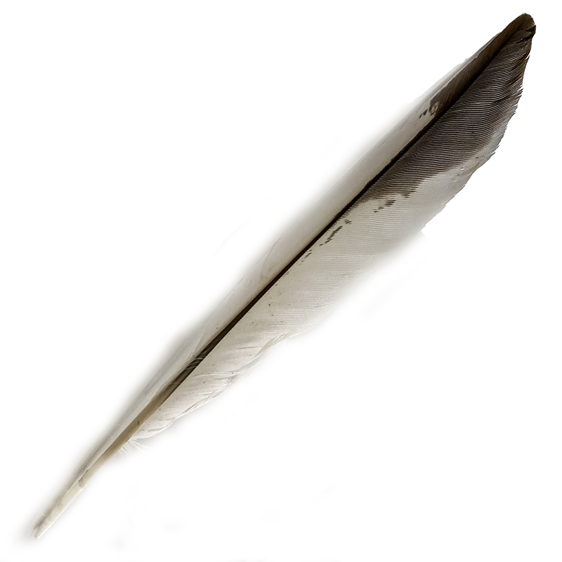 (image for) #357 Laughing Kookaburra Primary Wing Feather - Click Image to Close