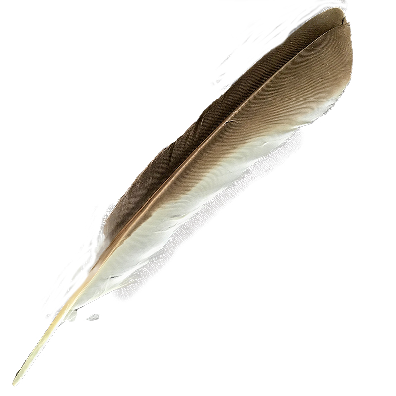 (image for) #358 Laughing Kookaburra Primary Wing Feather - Click Image to Close