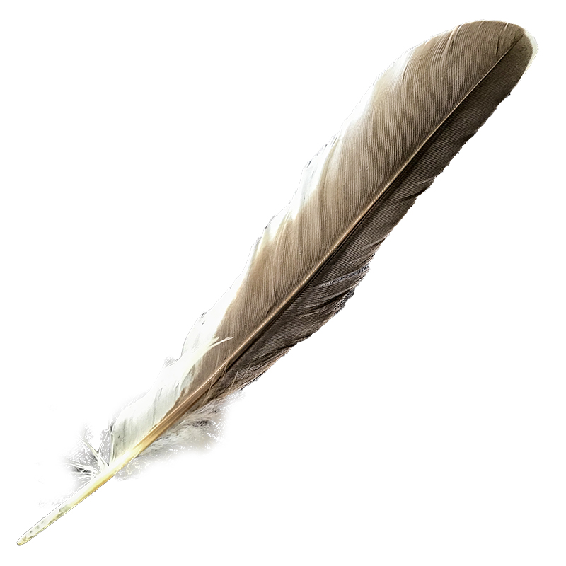 (image for) #362 Laughing Kookaburra Primary Wing Feather