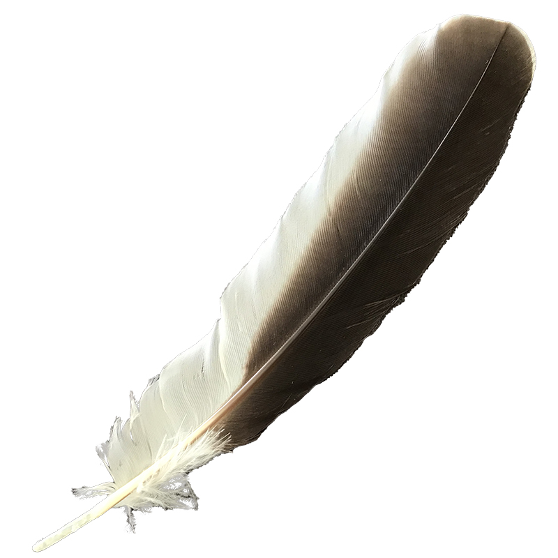 (image for) #363 Laughing Kookaburra Primary Wing Feather