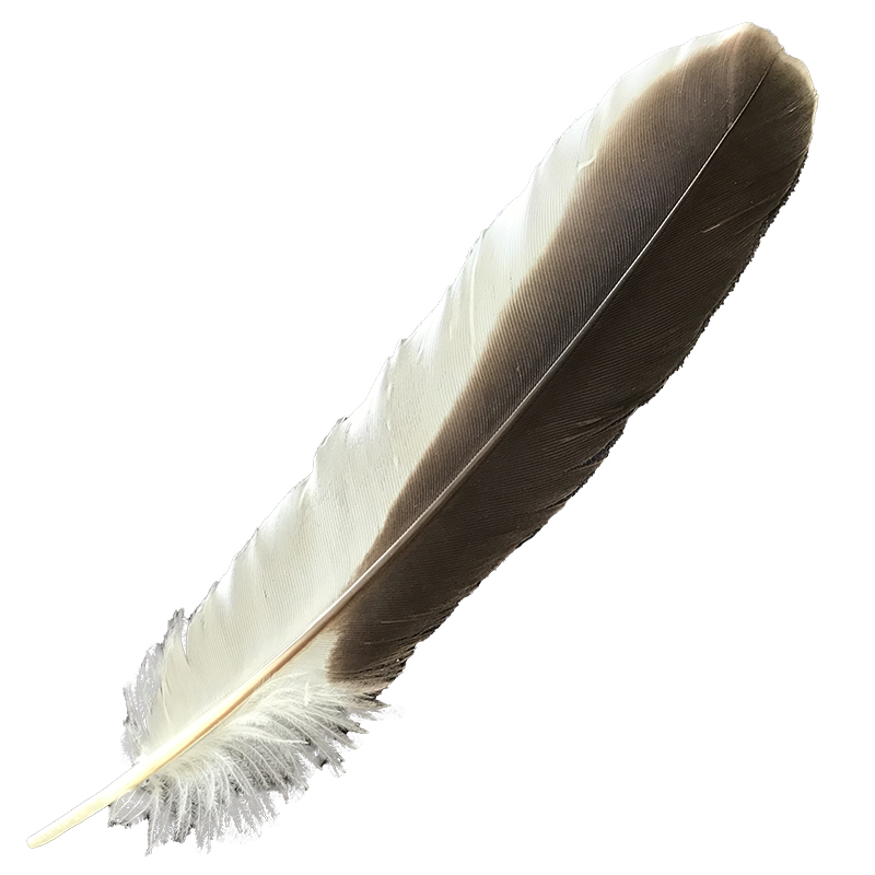 (image for) #365 Laughing Kookaburra Primary Wing Feather