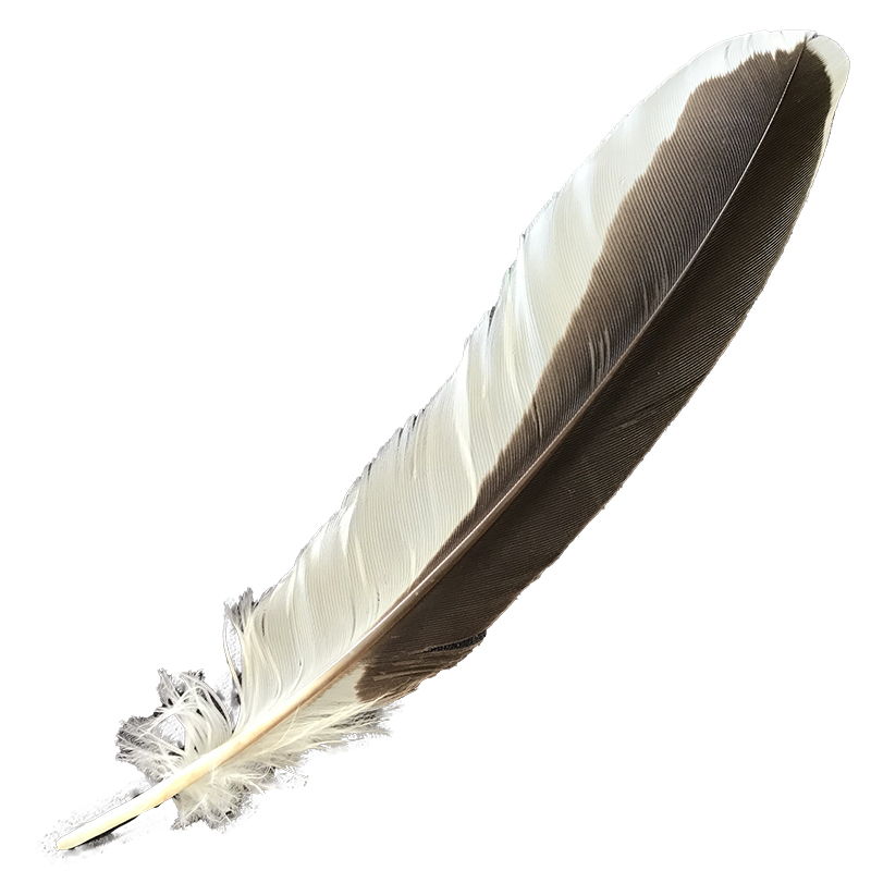 (image for) #366 Laughing Kookaburra Primary Wing Feather - Click Image to Close
