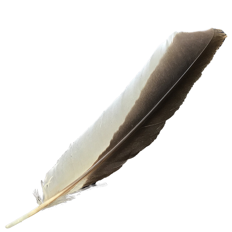 (image for) #367 Laughing Kookaburra Primary Wing Feather