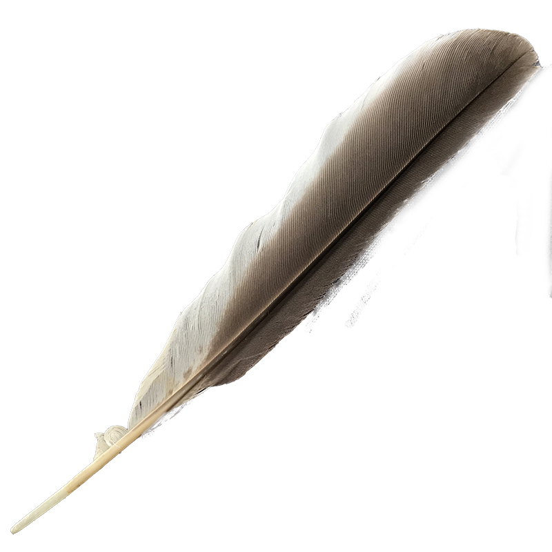 (image for) #369 Laughing Kookaburra Primary Wing Feather - Click Image to Close