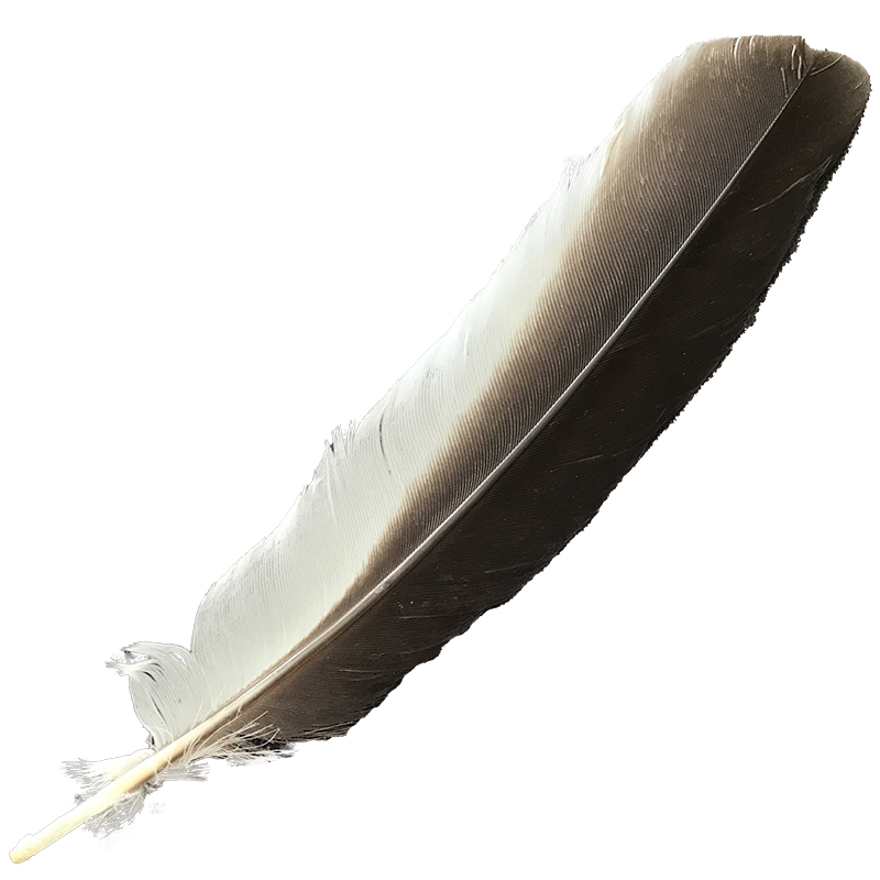 (image for) #371 Laughing Kookaburra Primary Wing Feather