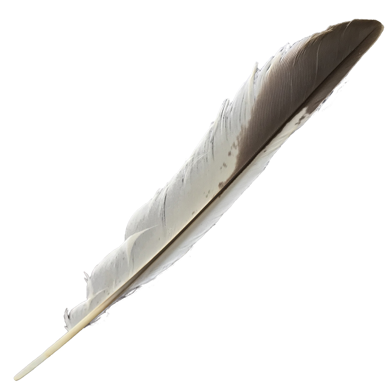 (image for) #376 Laughing Kookaburra Primary Wing Feather