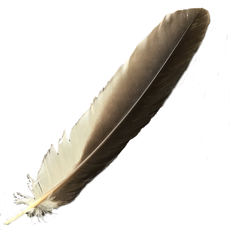 (image for) #377 Laughing Kookaburra Primary Wing Feather