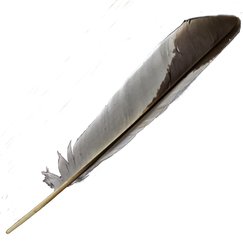 (image for) #378 Laughing Kookaburra Primary Wing Feather