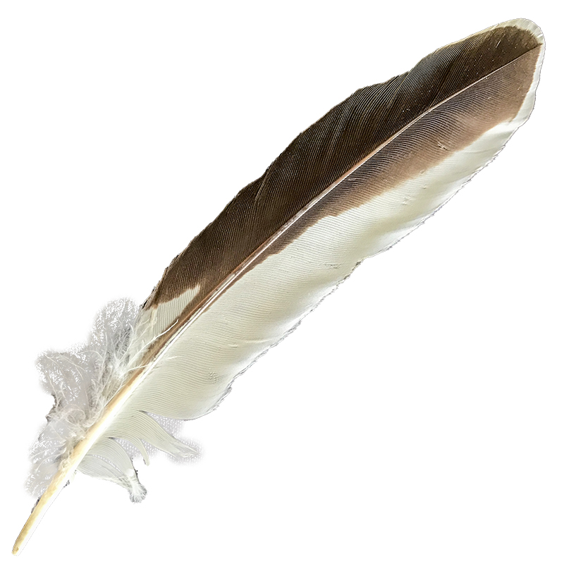 (image for) #359 Laughing Kookaburra Primary Wing Feather