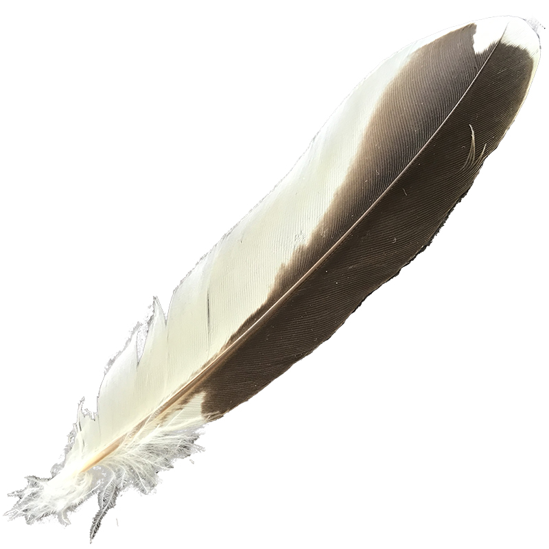 (image for) #380 Laughing Kookaburra Secondary Wing Feather