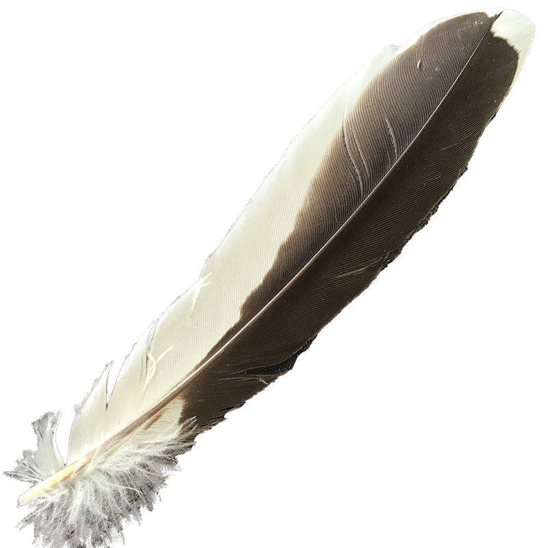 (image for) #381 Laughing Kookaburra Secondary Wing Feather