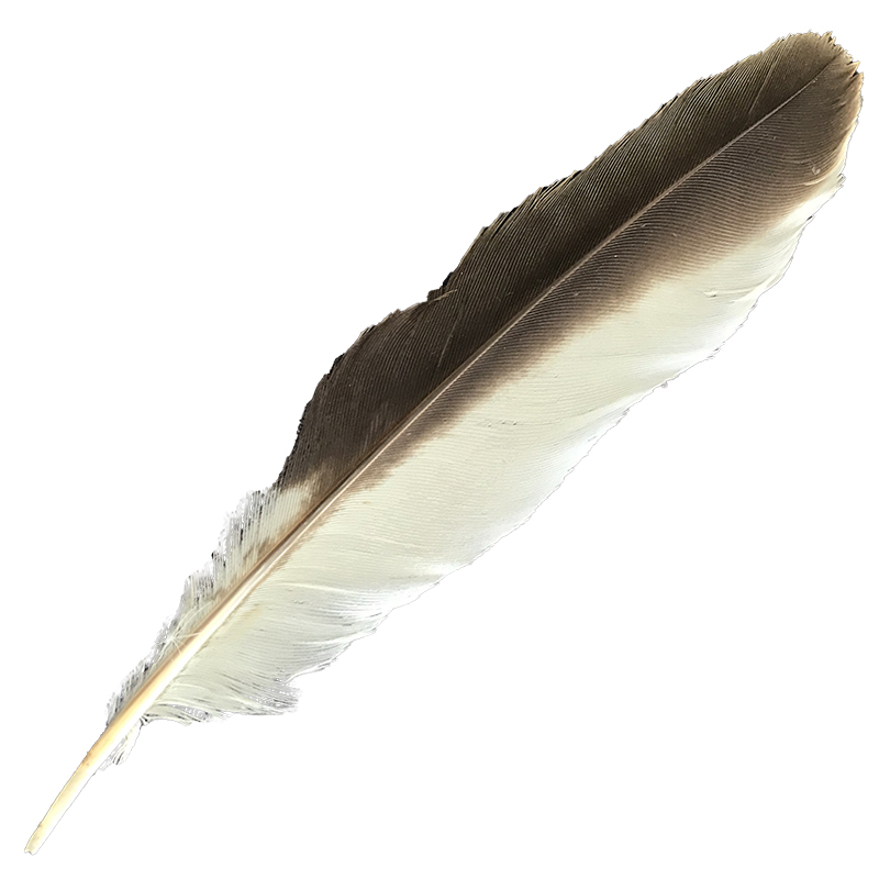 (image for) #382 Laughing Kookaburra Secondary Wing Feather