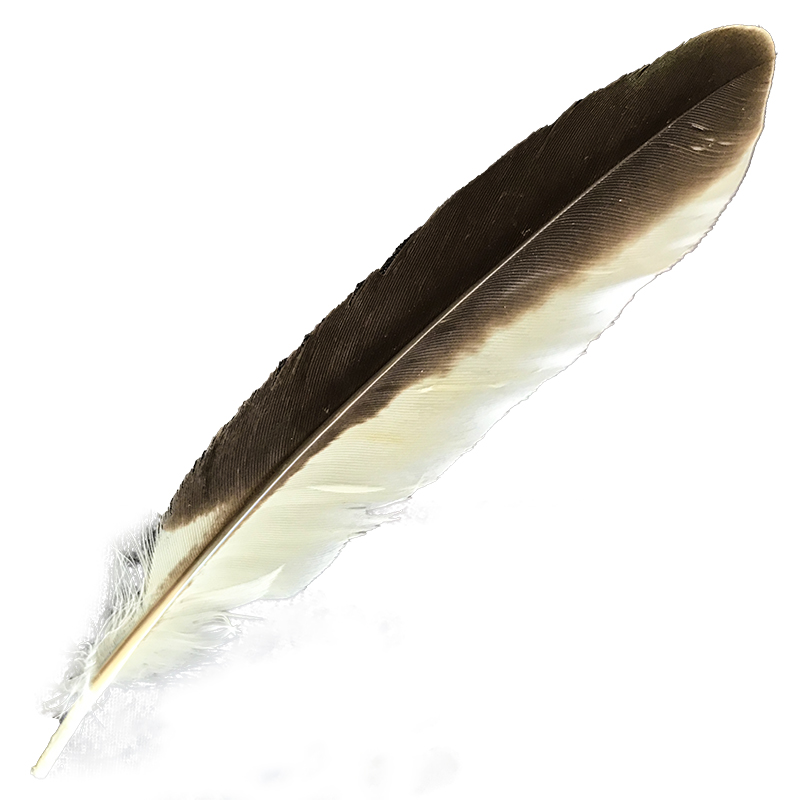 (image for) #386 Laughing Kookaburra Secondary Wing Feather