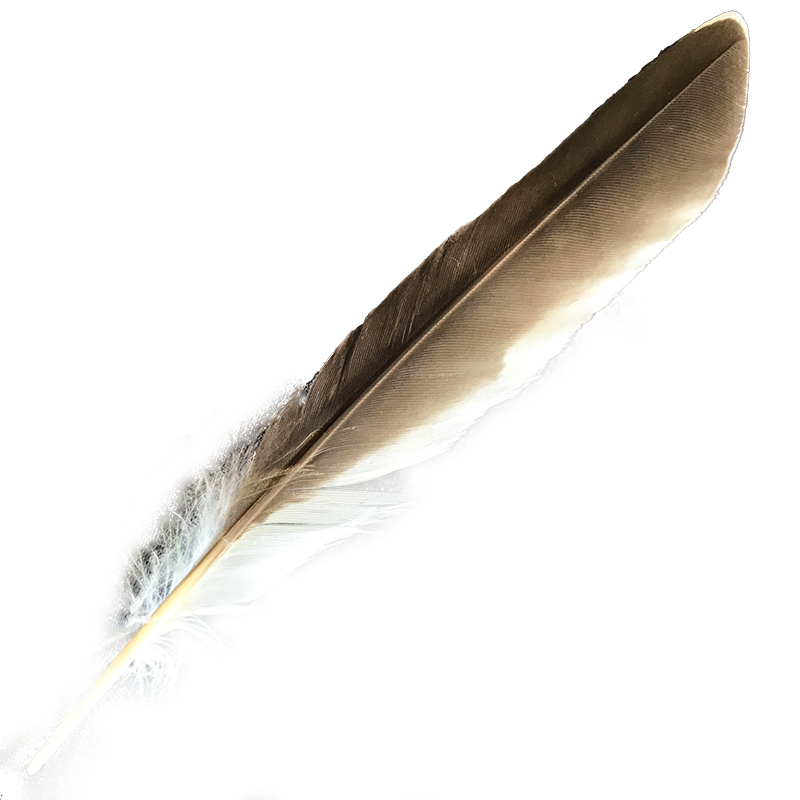 (image for) #387 Laughing Kookaburra Secondary Wing Feather - Click Image to Close