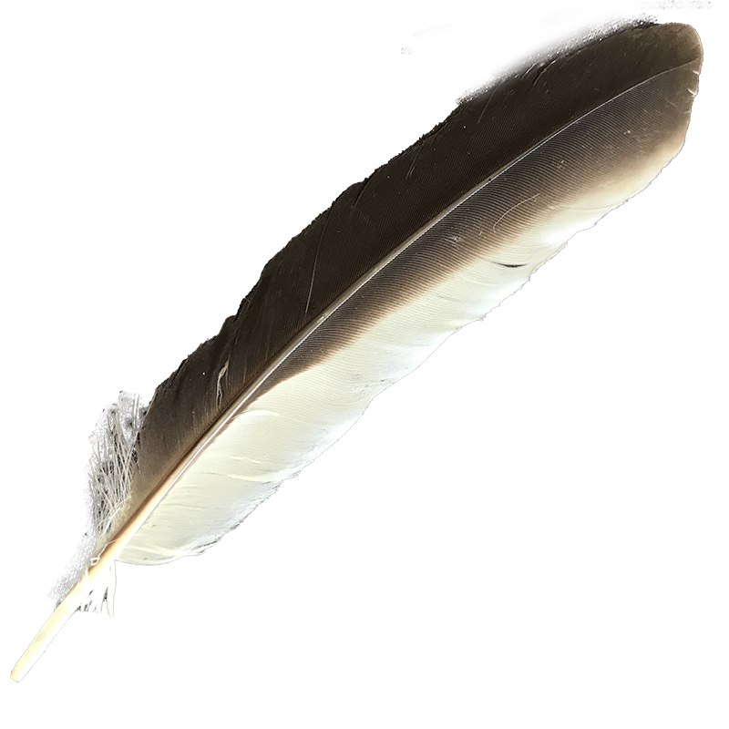 (image for) #389 Laughing Kookaburra Secondary Wing Feather - Click Image to Close