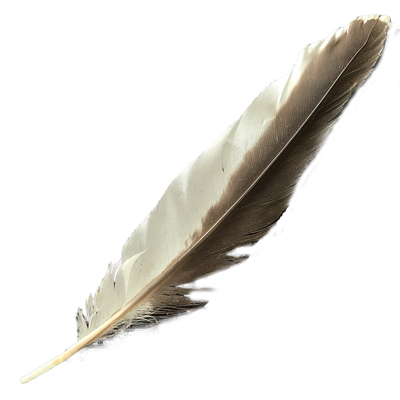 (image for) #378 Laughing Kookaburra Secondary Wing Feather