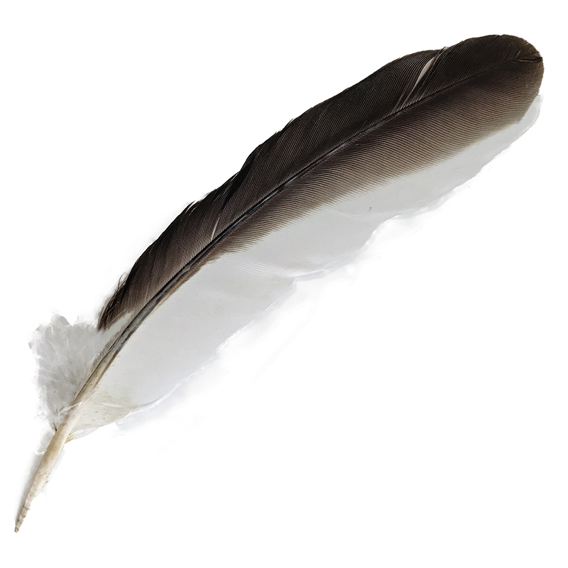 (image for) Laughing Kookaburra Wing Feather