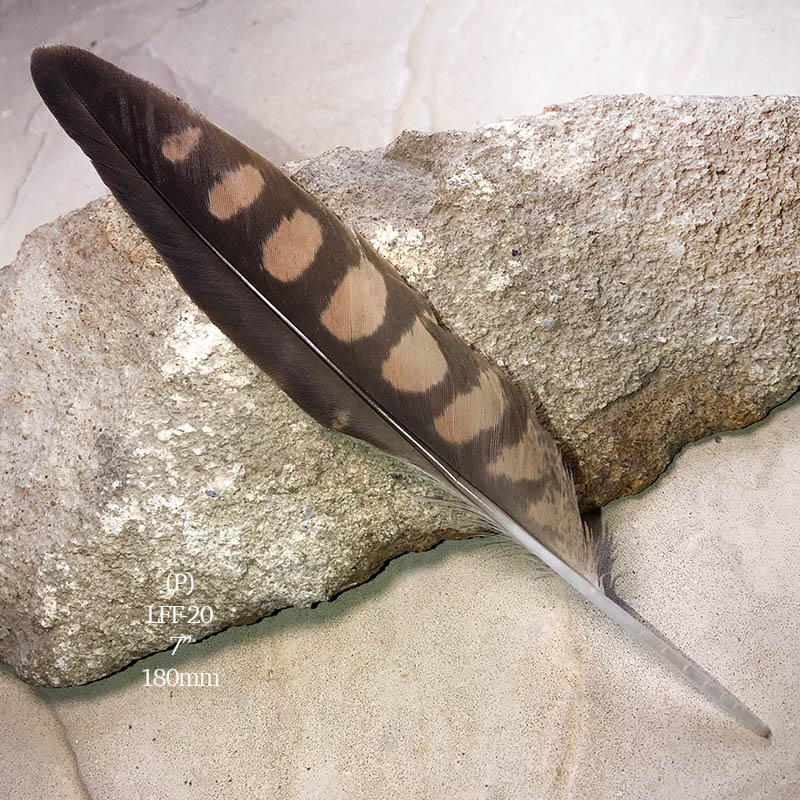 (image for) No.20 Little Falcon Flight Wing Feather