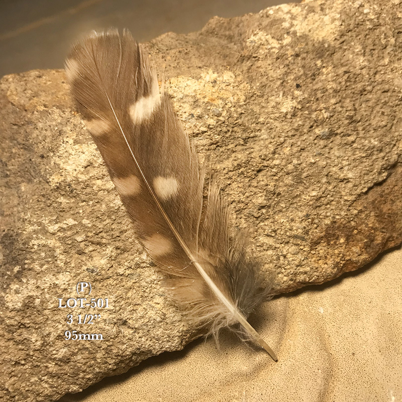 (image for) LOT-501 Little Owl Tail Feather - Click Image to Close