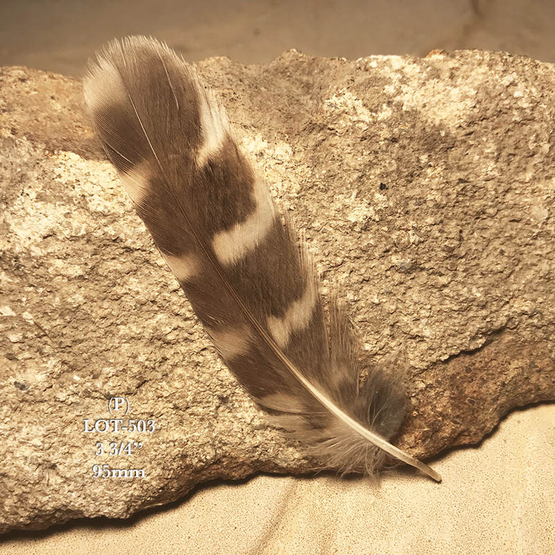 (image for) LOT-503 Little Owl Tail Feather