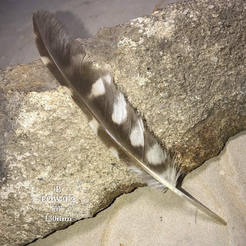 (image for) LOW-012 Little Owl Flight Wing Feather - Click Image to Close