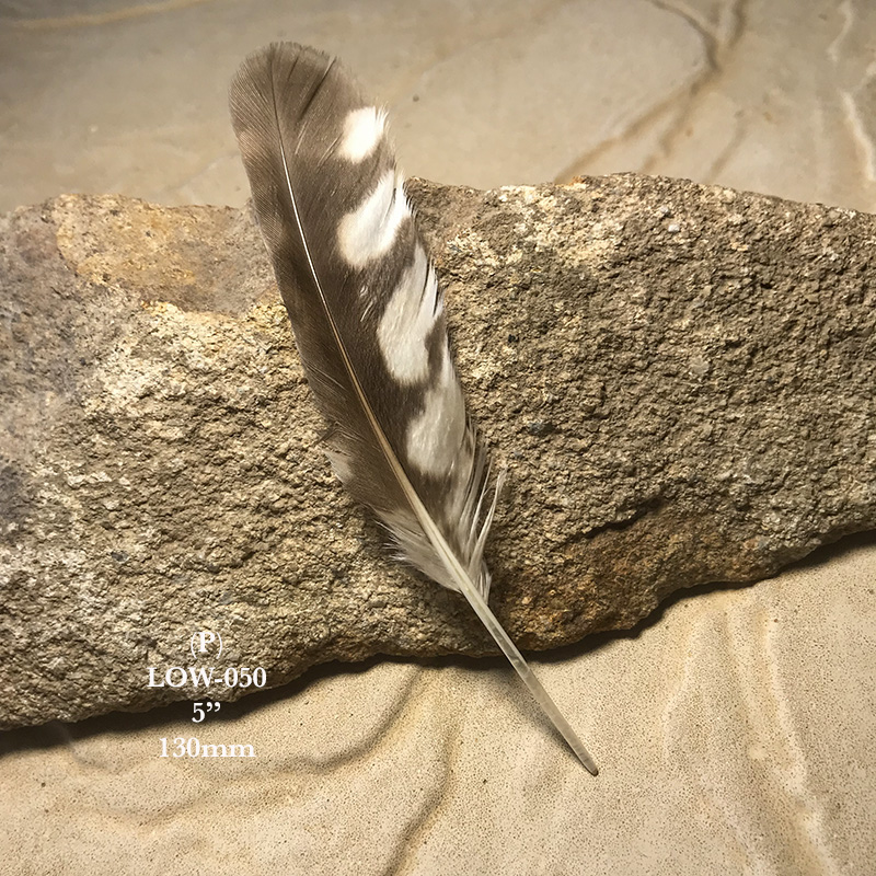 (image for) LOW-050 Little Owl Primary Wing Feather - Click Image to Close
