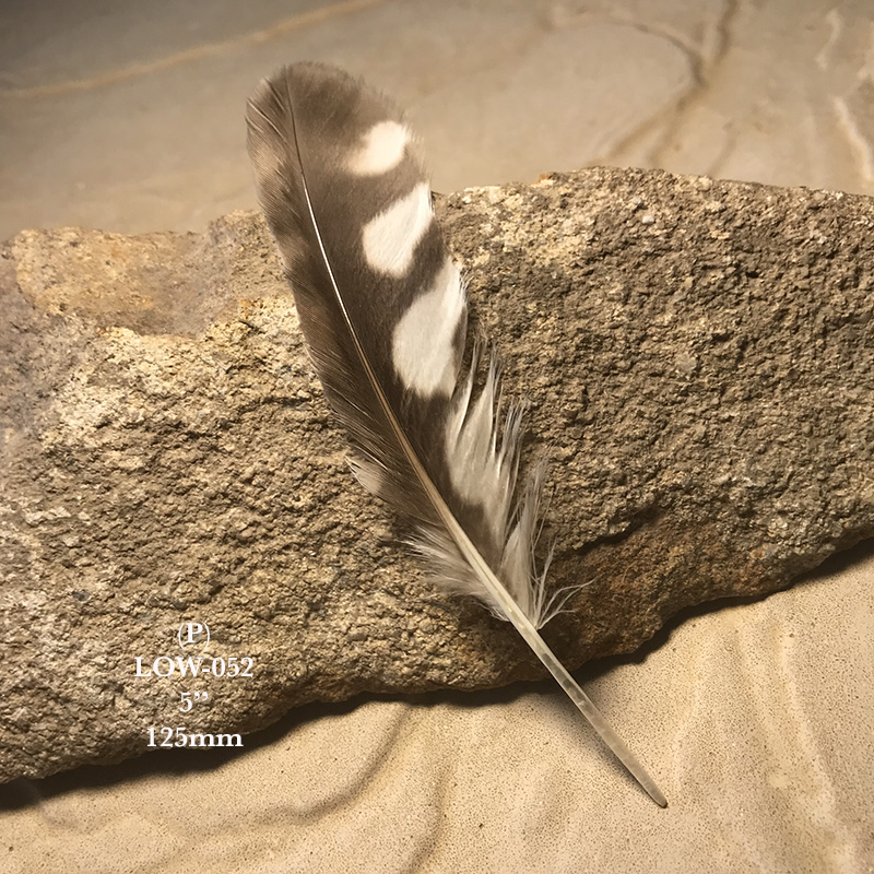 (image for) LOW-052 Little Owl Primary Wing Feather