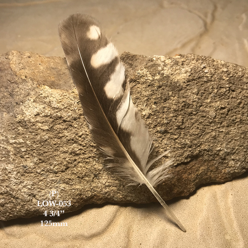 (image for) LOW-053 Little Owl Primary Wing Feather - Click Image to Close