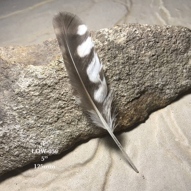 (image for) LOW-056 Little Owl Primary Wing Feather