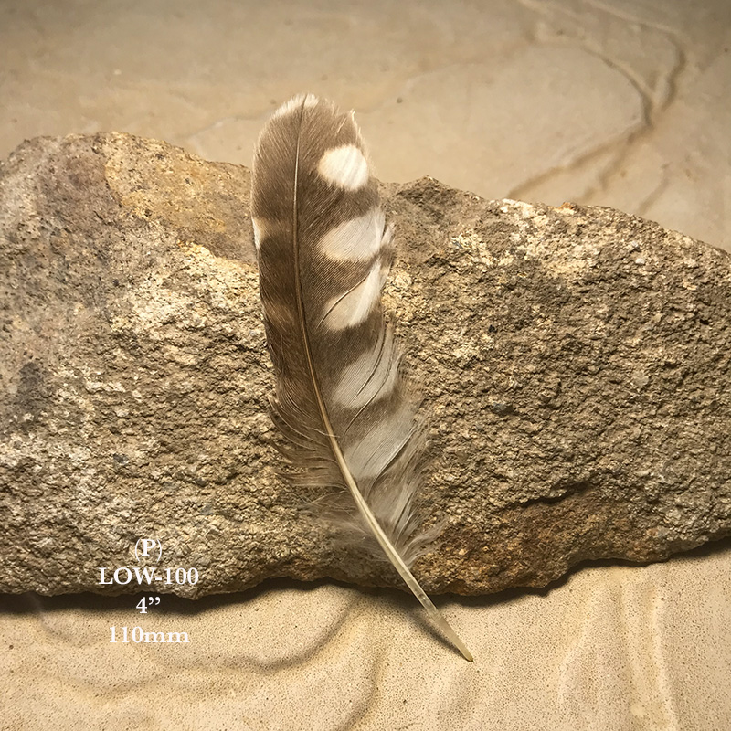 (image for) LOW-100 Little Owl Secondary Wing Feather