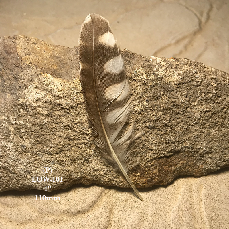 (image for) LOW-101 Little Owl Secondary Wing Feather
