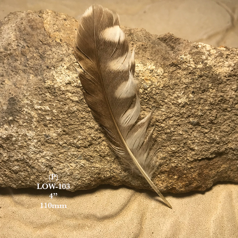 (image for) LOW-103 Little Owl Secondary Wing Feather