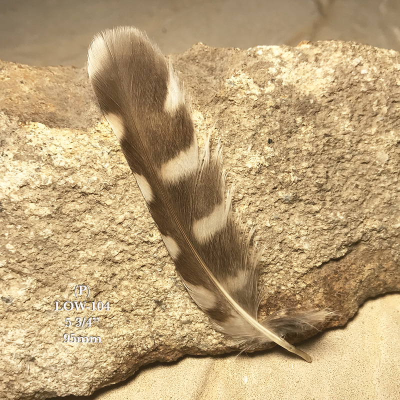(image for) LOW-104 Little Owl Secondary Wing Feather