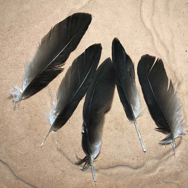 (image for) No.52 Little Eagle Pointer Feathers - Click Image to Close