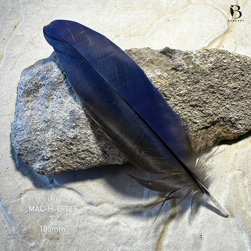 (image for) MAC-H-C-123 Hyacinth Macaw Covert Feather