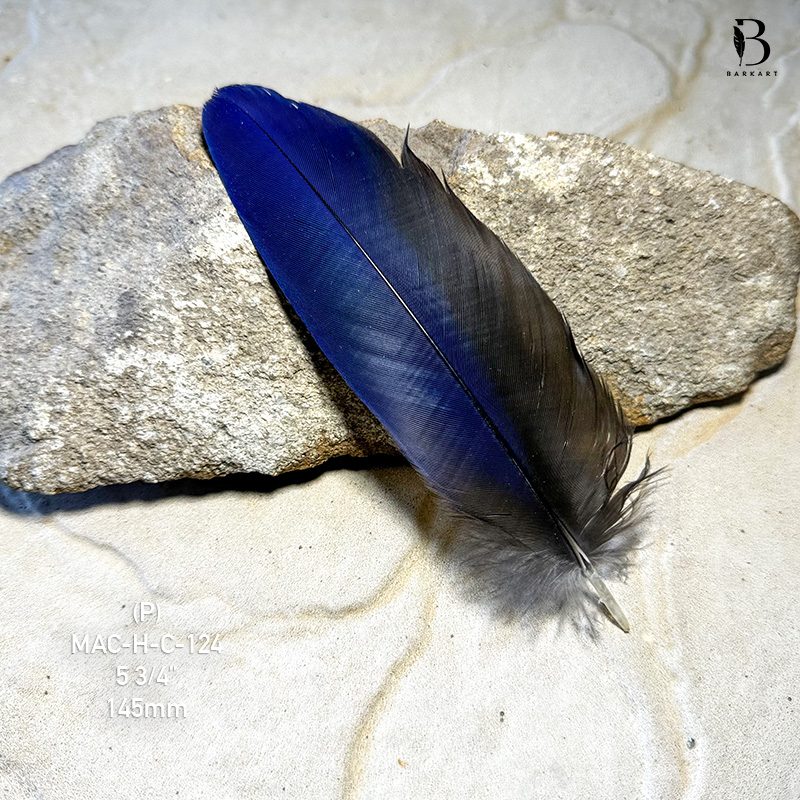 (image for) MAC-H-C-124 Hyacinth Macaw Covert Feather