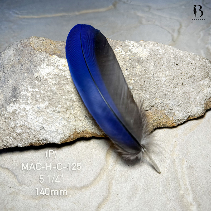 (image for) MAC-H-C-125 Hyacinth Macaw Covert Feather