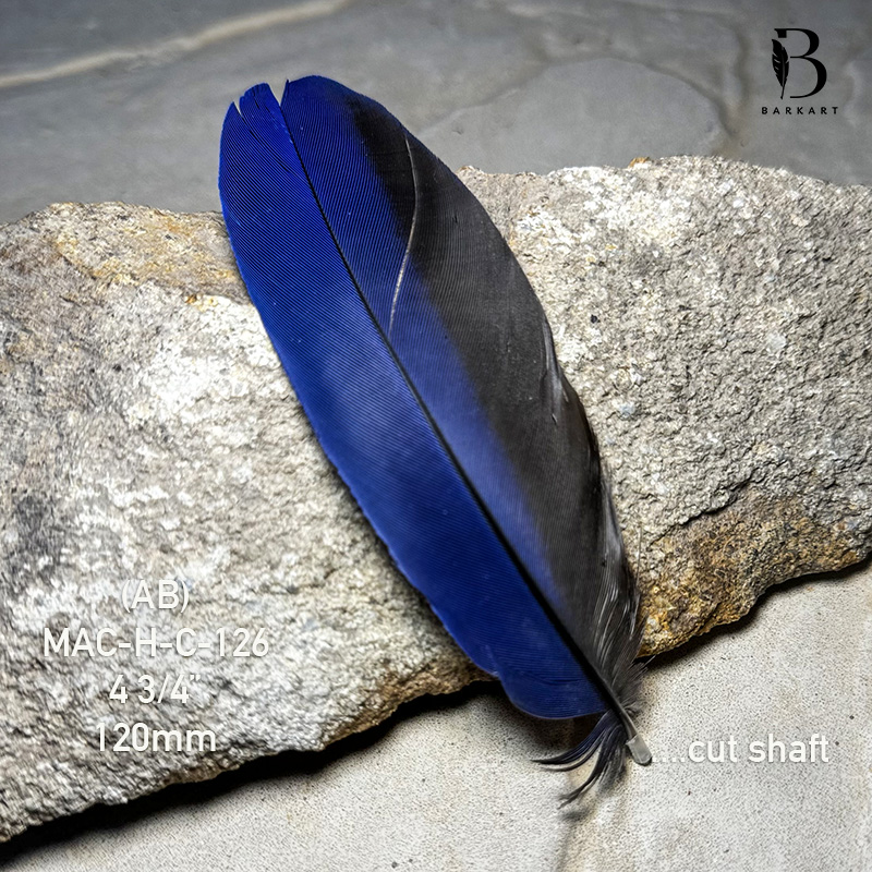 (image for) MAC-H-C-126 Hyacinth Macaw Covert Feather
