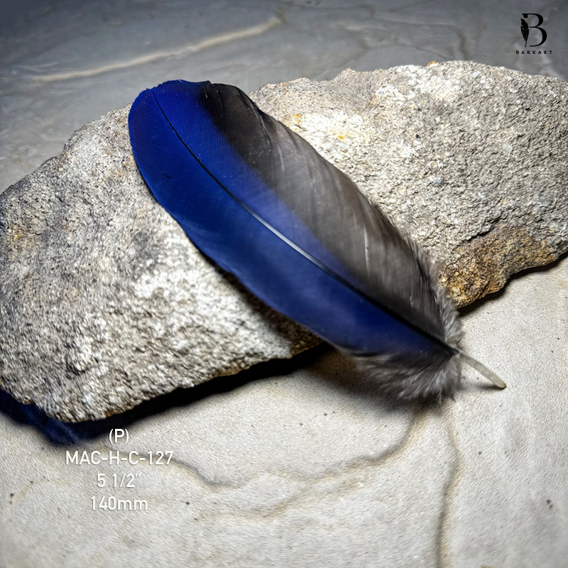 (image for) MAC-H-C-127 Hyacinth Macaw Covert Feather