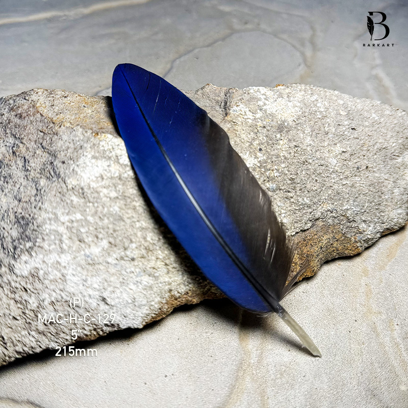 (image for) MAC-H-C-129 Hyacinth Macaw Covert Feather