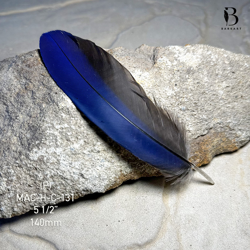 (image for) MAC-H-C-131 Hyacinth Macaw Covert Feather