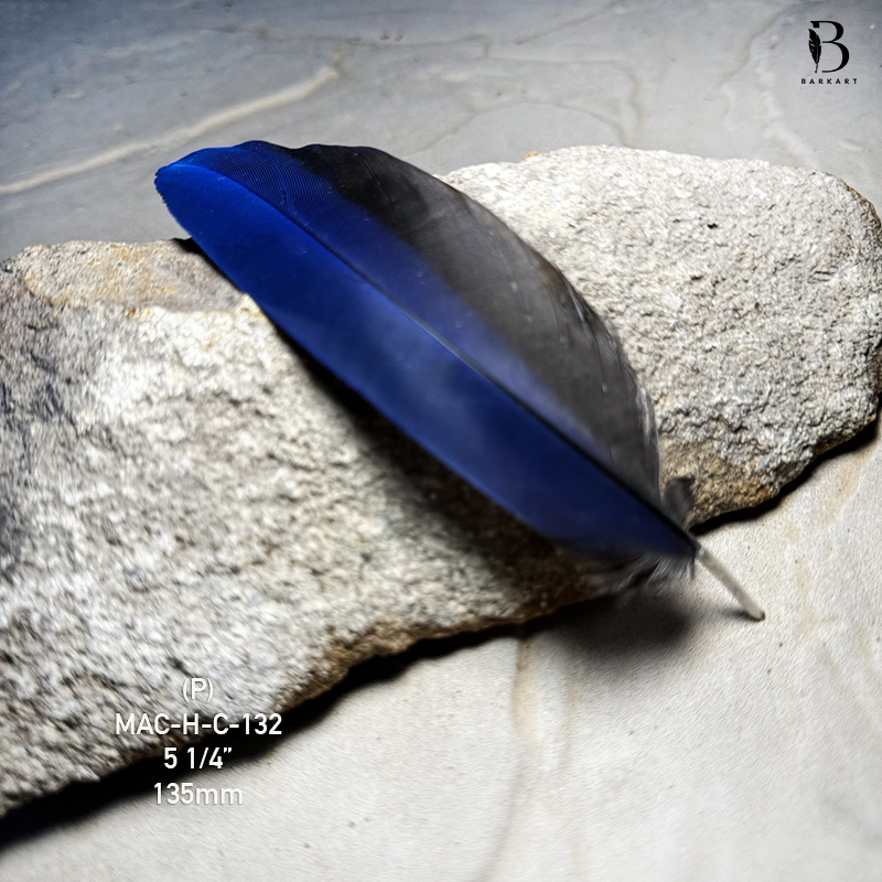 (image for) MAC-H-C-132 Hyacinth Macaw Covert Feather