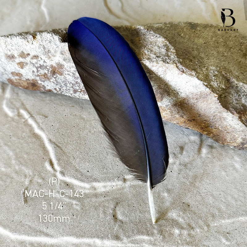 (image for) MAC-H-C-143 Hyacinth Macaw Covert Feather