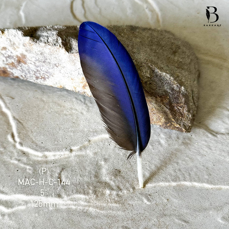 (image for) MAC-H-C-144 Hyacinth Macaw Covert Feather