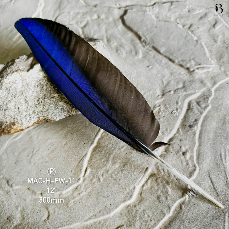 (image for) MAC-H-FW-11 Hyacinth Macaw Flight Wing Feather - Click Image to Close