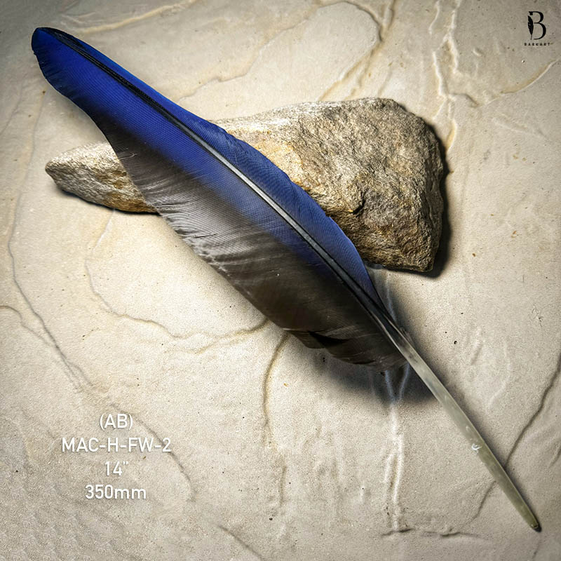 (image for) MAC-H-FW-2 Hyacinth Macaw Flight Wing Feather - Click Image to Close